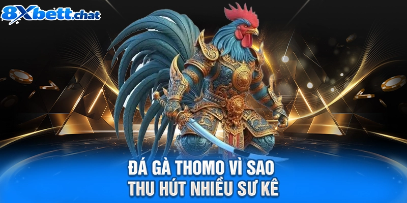 Đá gà Thomo vì sao thu hút nhiều sư kê